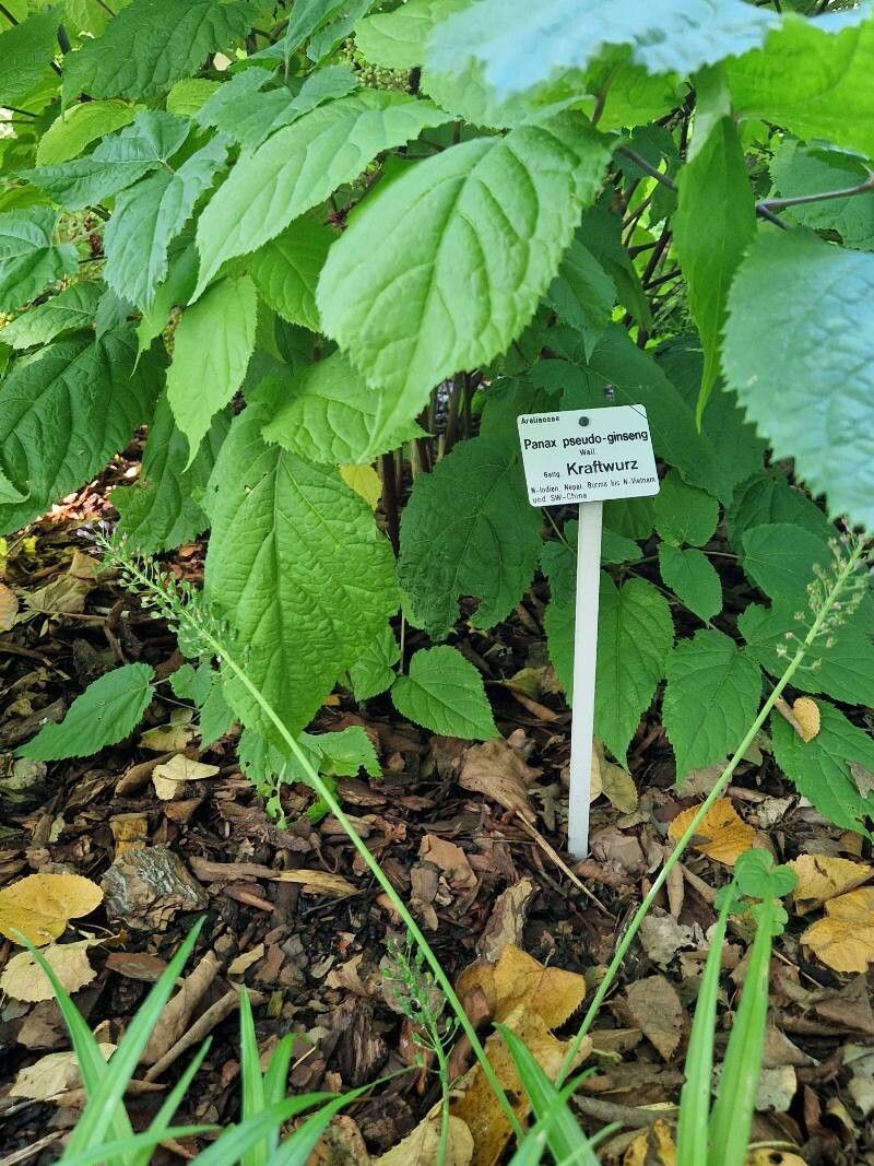 Panax pseudoginseng habit