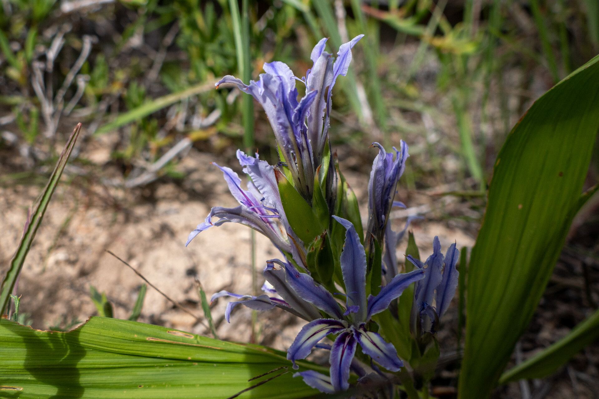 Babiana ambigua — related species from the same genus