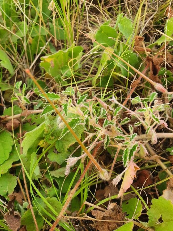 Monsonia senegalensis — houseplant care guide