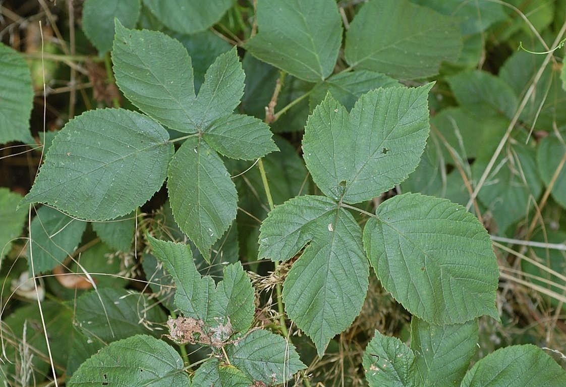Rubus fabrimontanus — houseplant care guide