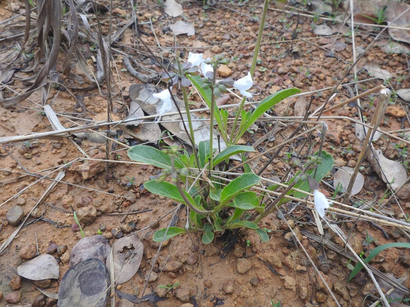 Ocimum fimbriatum habit