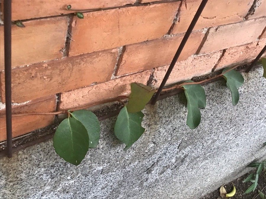 Decumaria barbara leaf