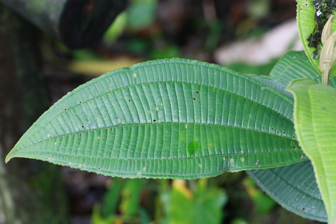Miconia calvescens — search result for 'Melastomataceae'