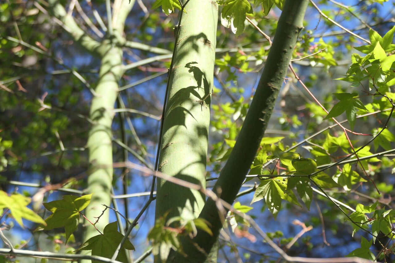 Acer oliverianum bark