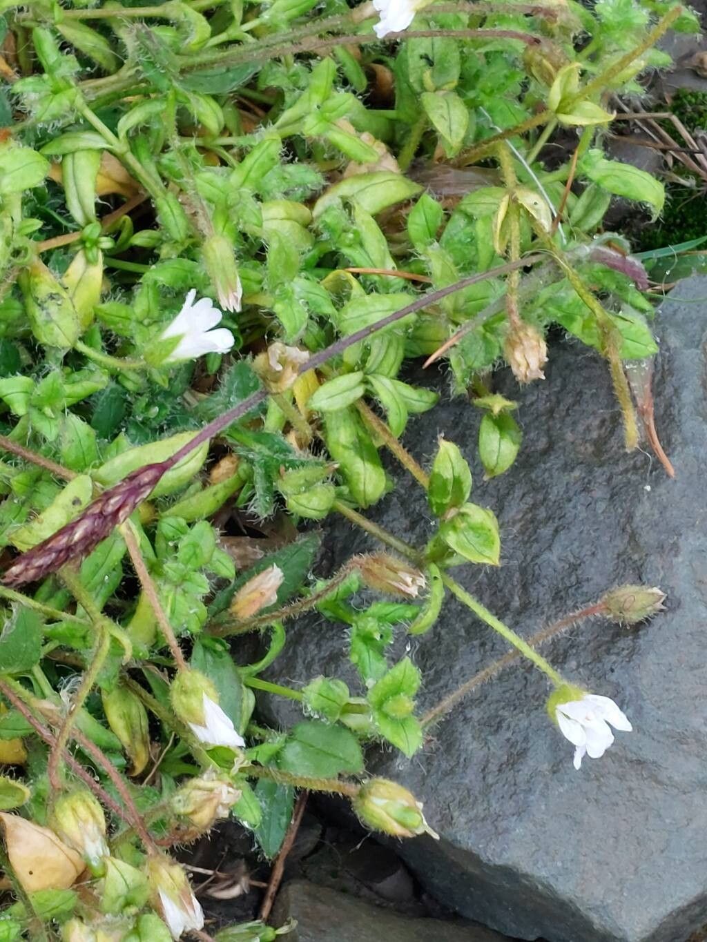 Cerastium arcticum flower