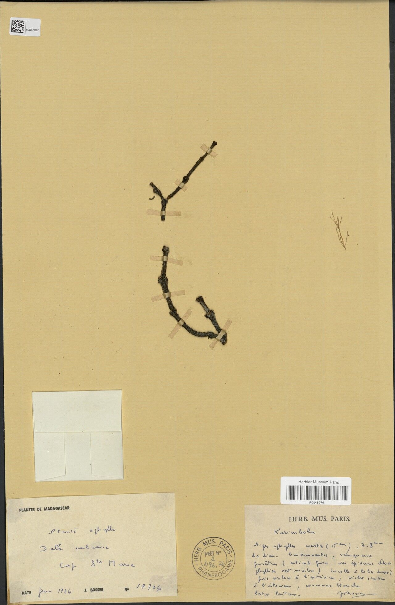 Cynanchum verrucosum — houseplant care guide