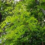 Robinia viscosa