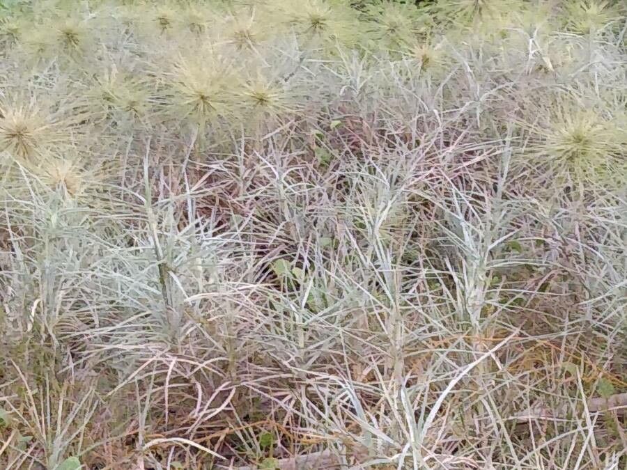 Spinifex littoreus habit