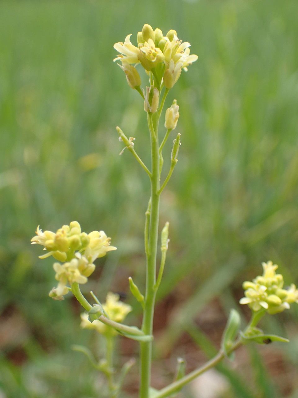 Myagrum perfoliatum fruit