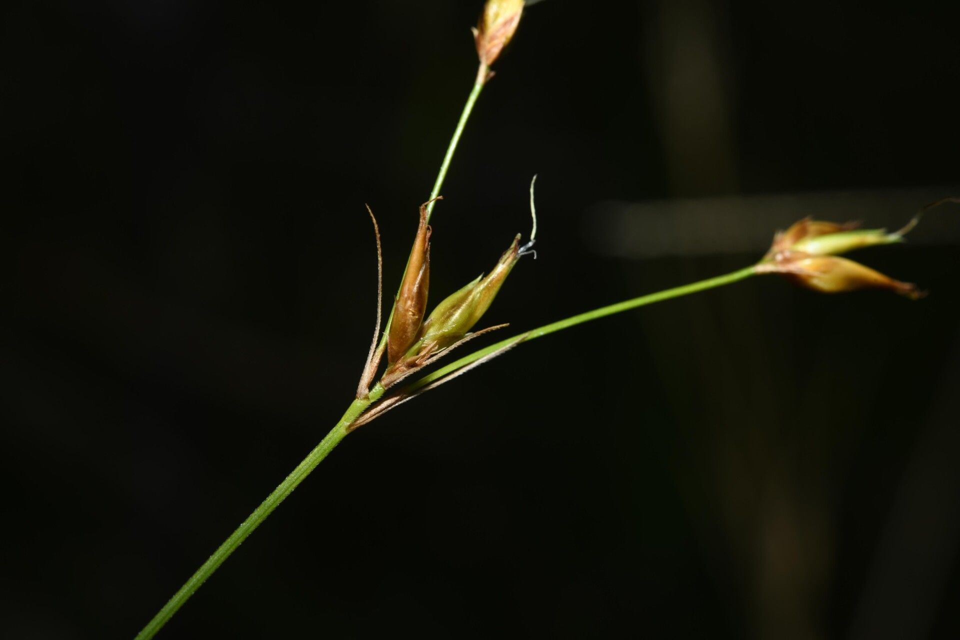 Rhynchospora triflora fruit