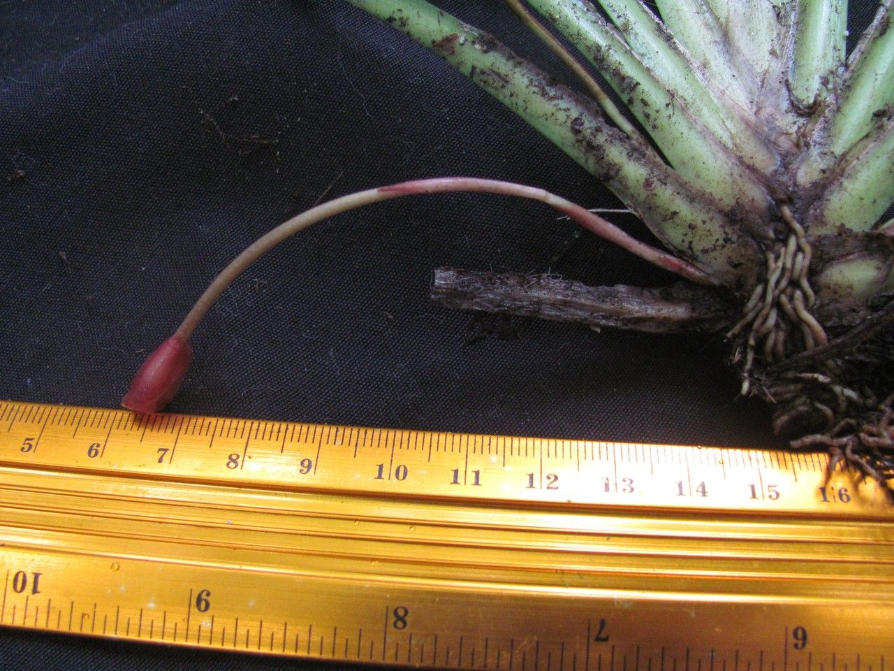 Maxillaria bicallosa — search result for 'Maxillaria'