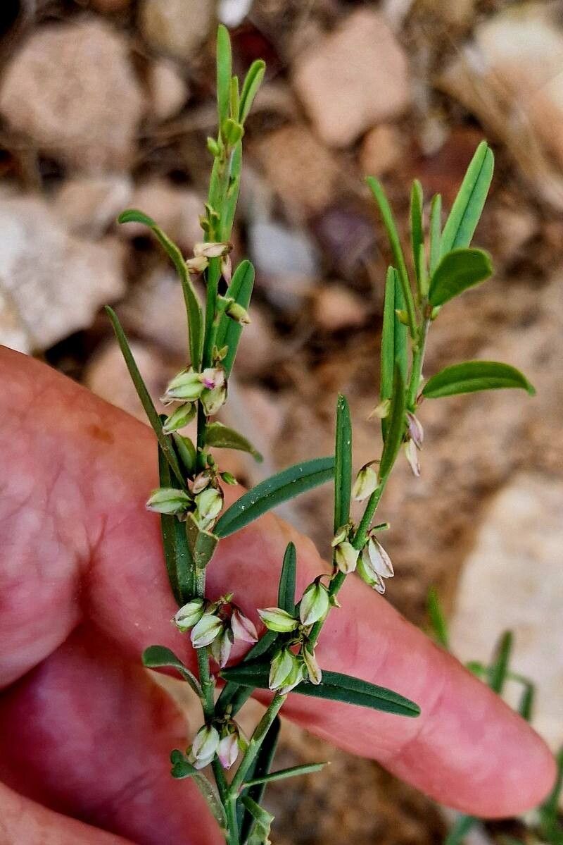Polygala erioptera flower