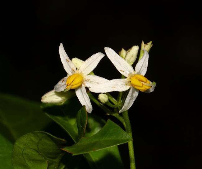 Solanum viridifolium — houseplant care guide