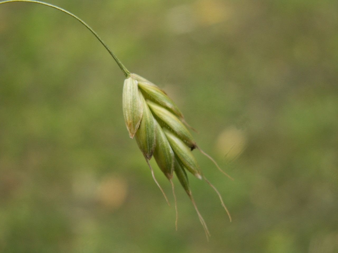 Bromus secalinus flower