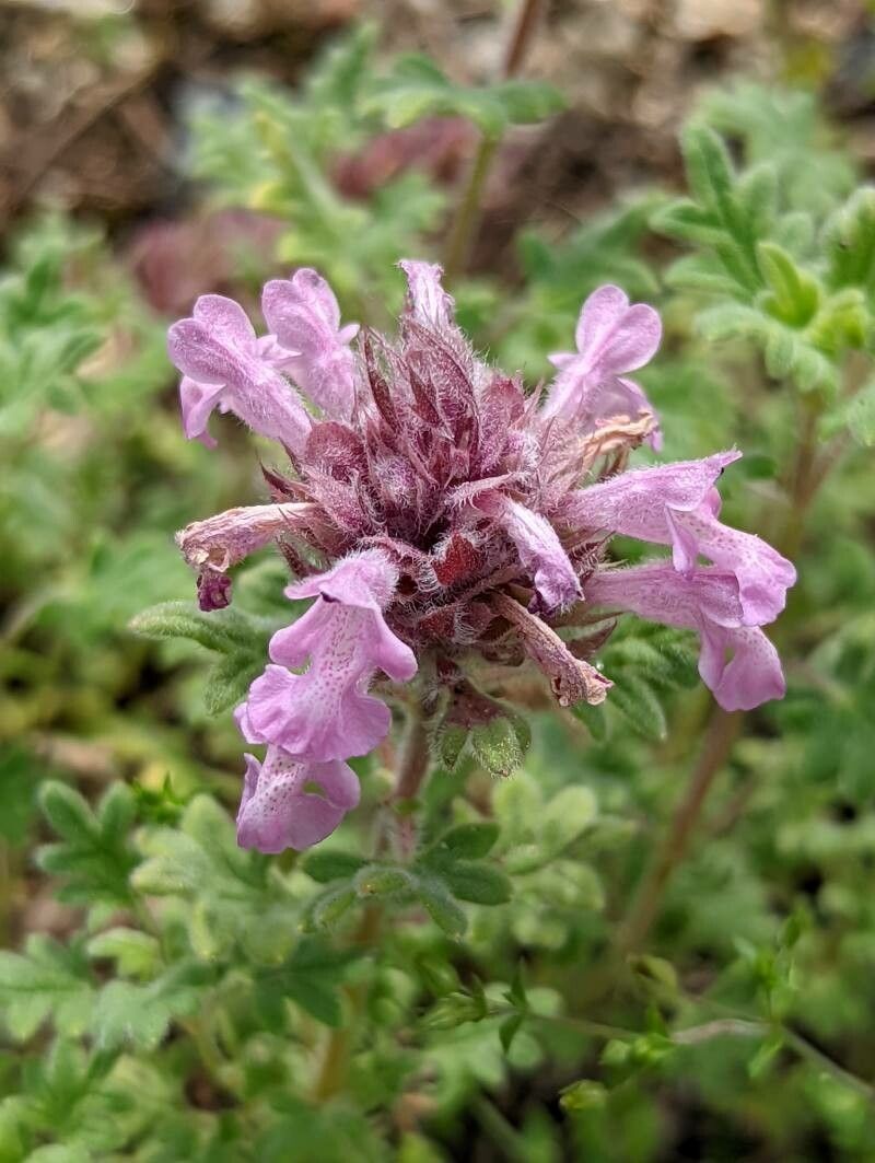 Dracocephalum botryoides flower