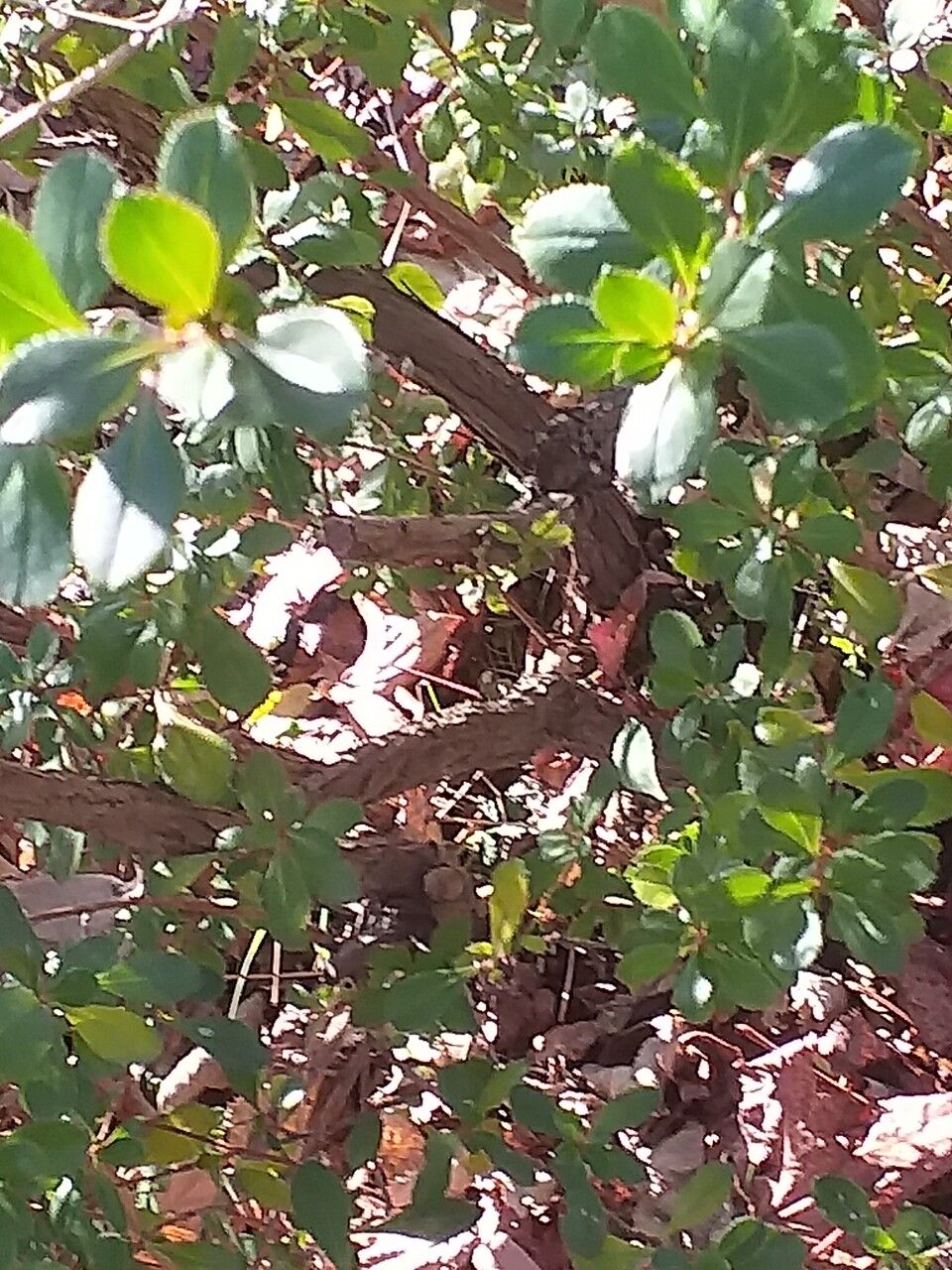 Escallonia × rigida bark