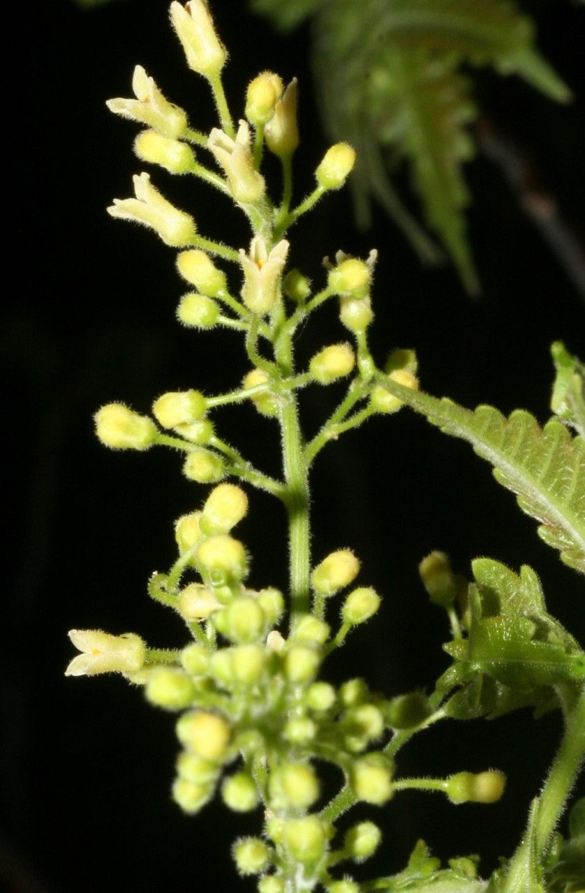 Bursera glabra other