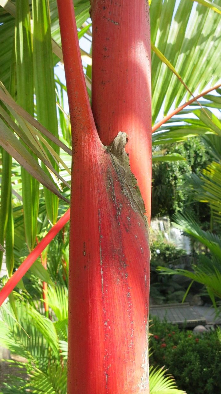 Cyrtostachys renda bark