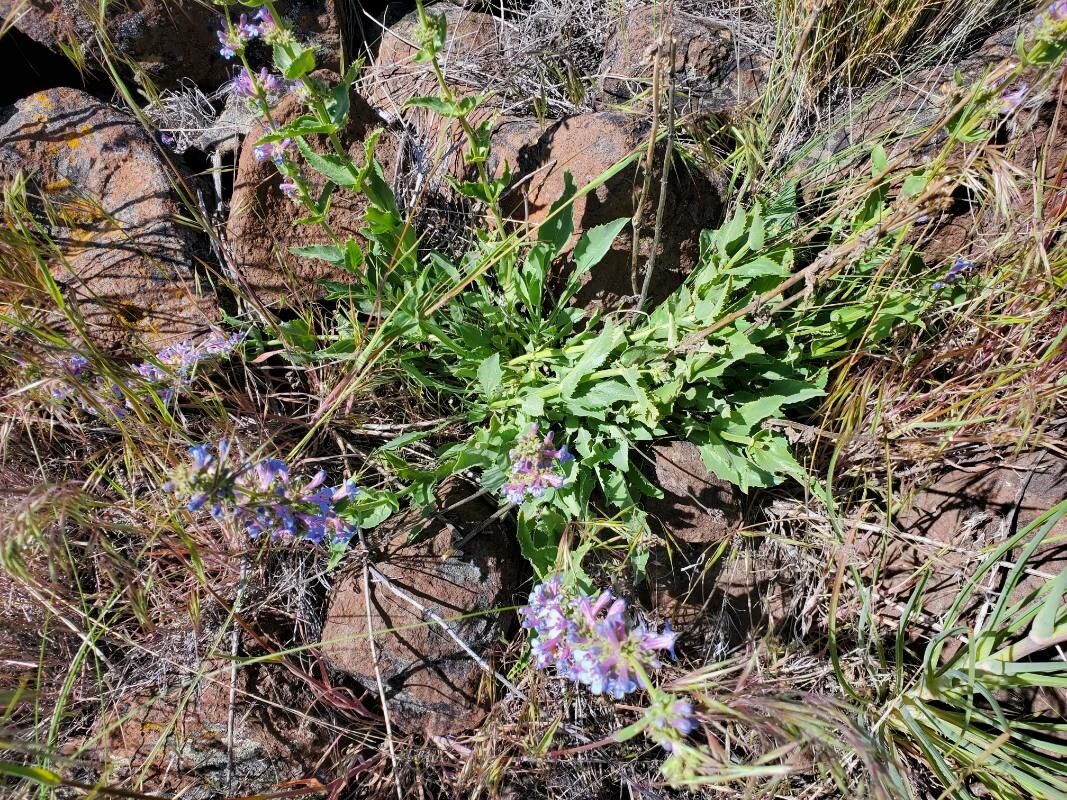 Penstemon pruinosus — search result for 'Penstemon'