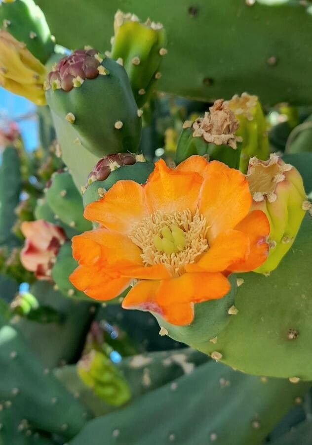 Opuntia maxima flower