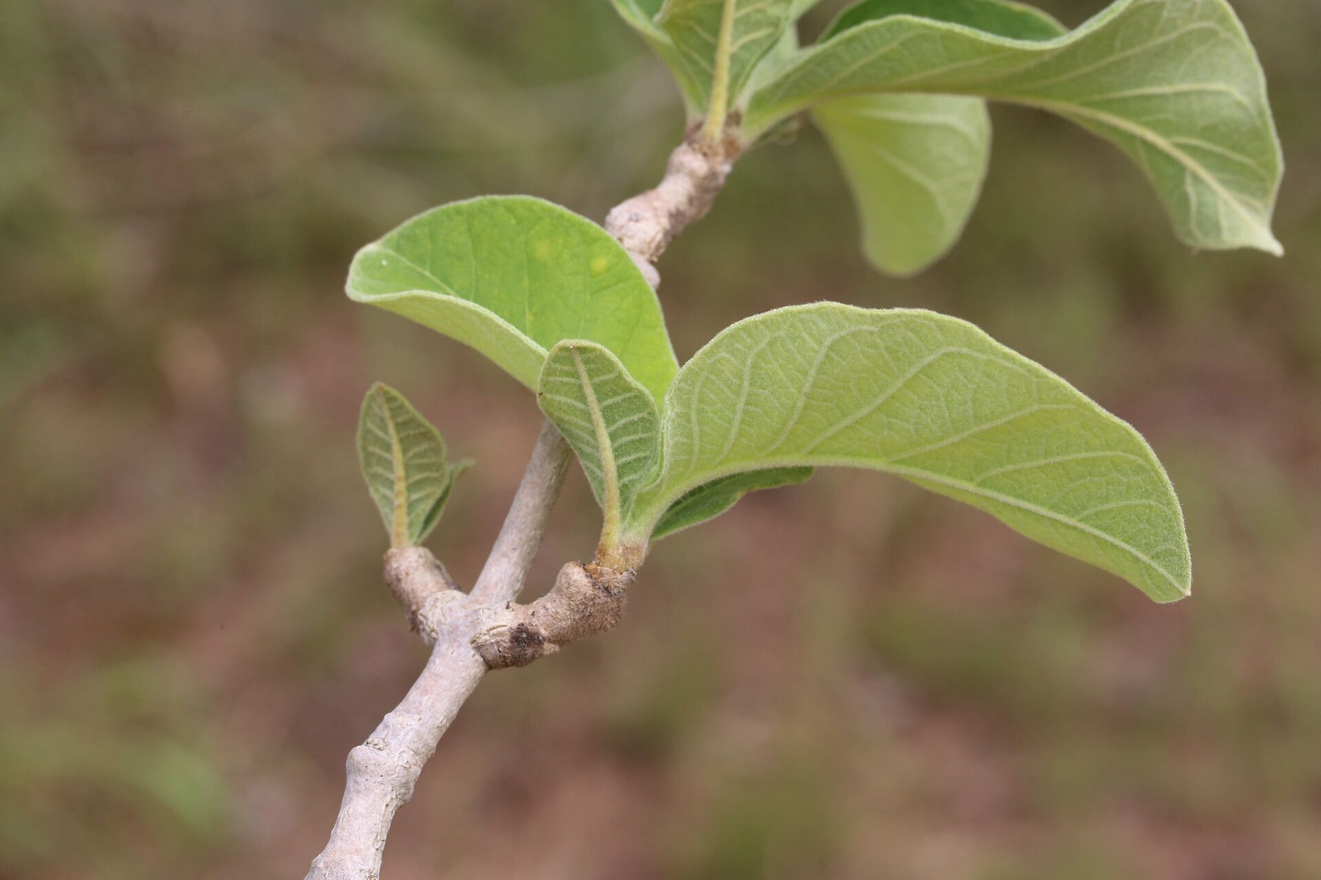 Strophanthus eminii — houseplant care guide