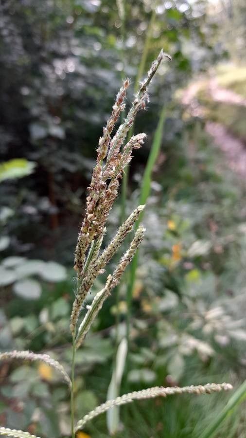 Paspalum urvillei fruit