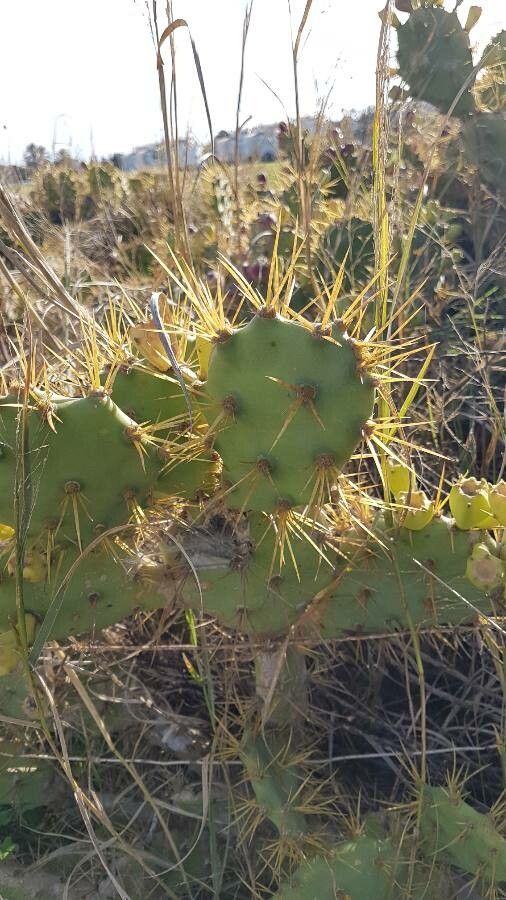 Opuntia stricta — unique fruits houseplant