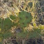 Opuntia stricta