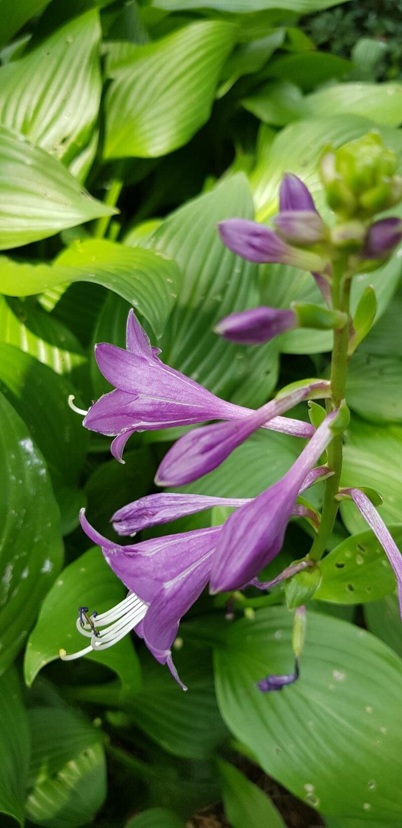 Hosta clausa flower