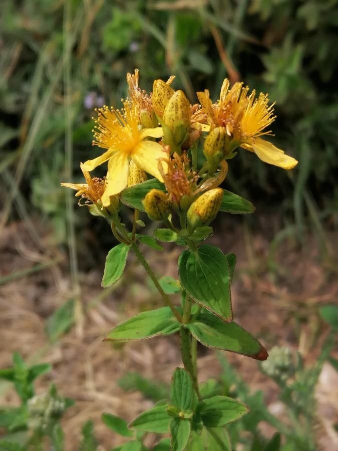 Hypericum maculatum flower