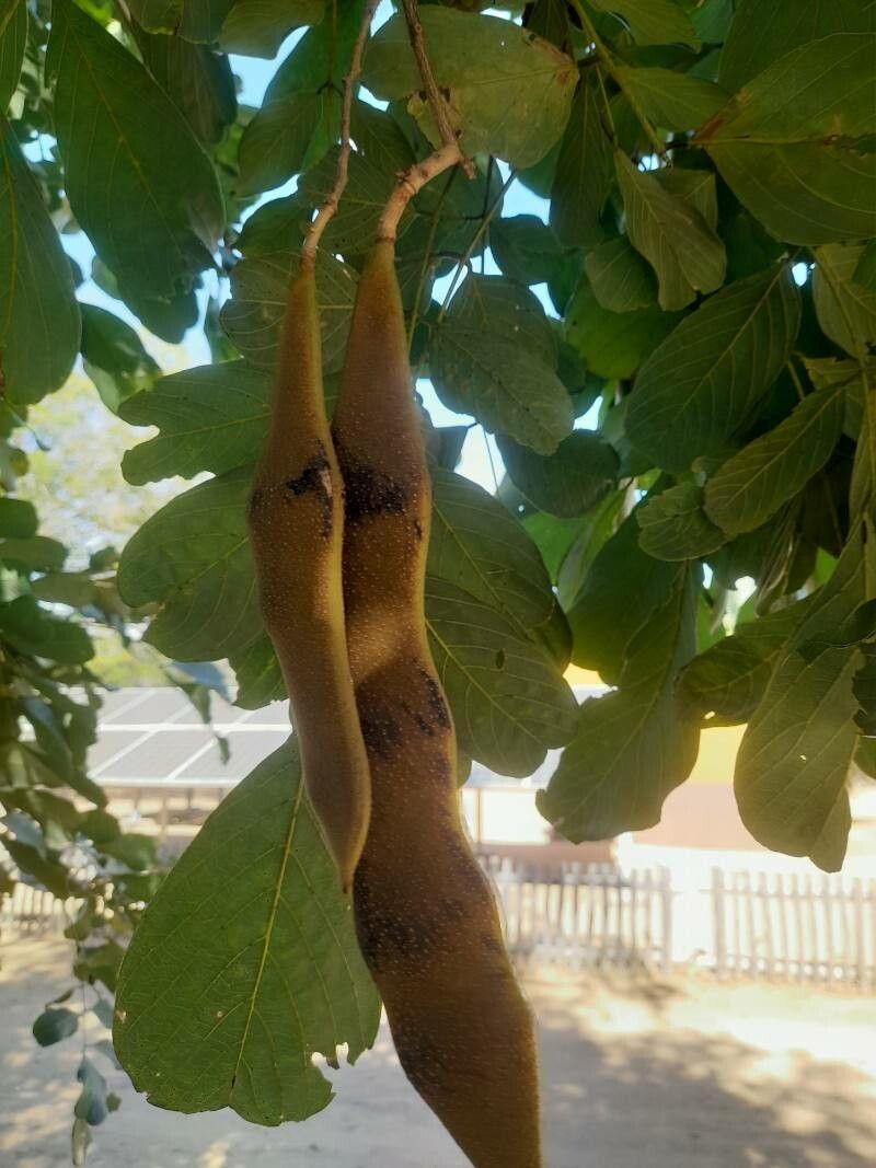 Millettia stuhlmannii fruit