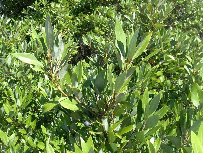 Persea borbonia habit
