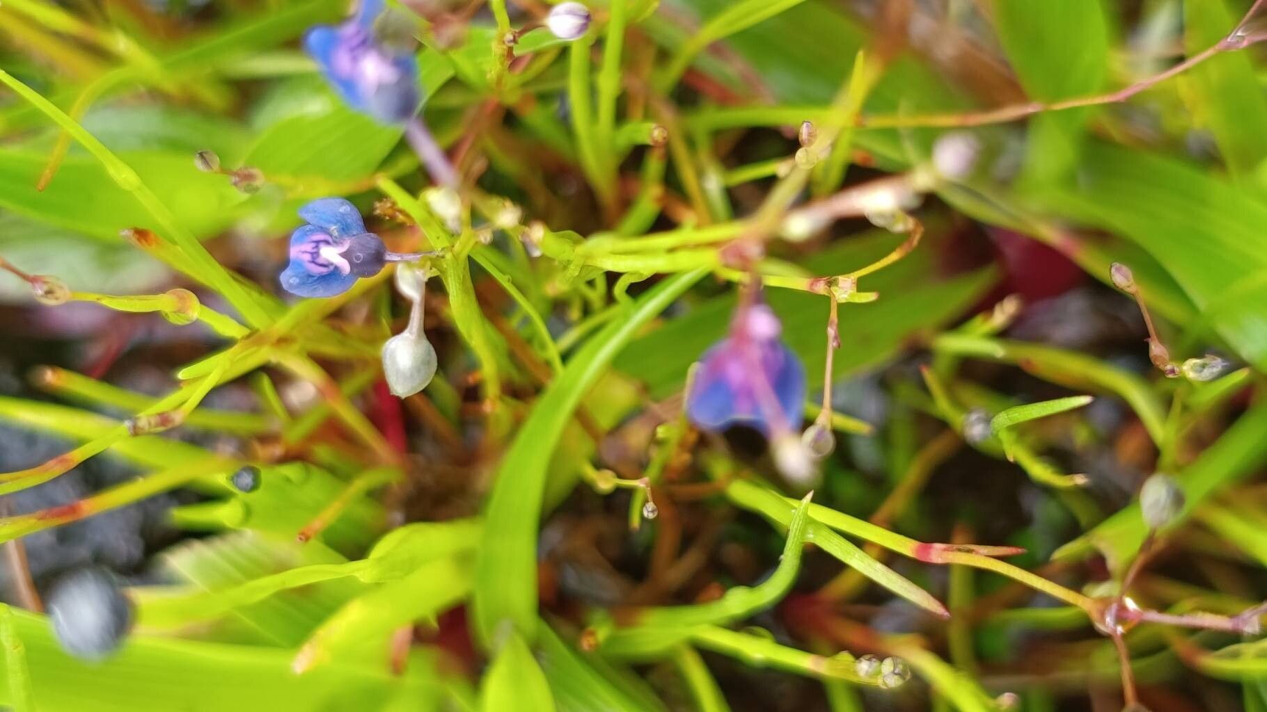 Utricularia praeterita flower