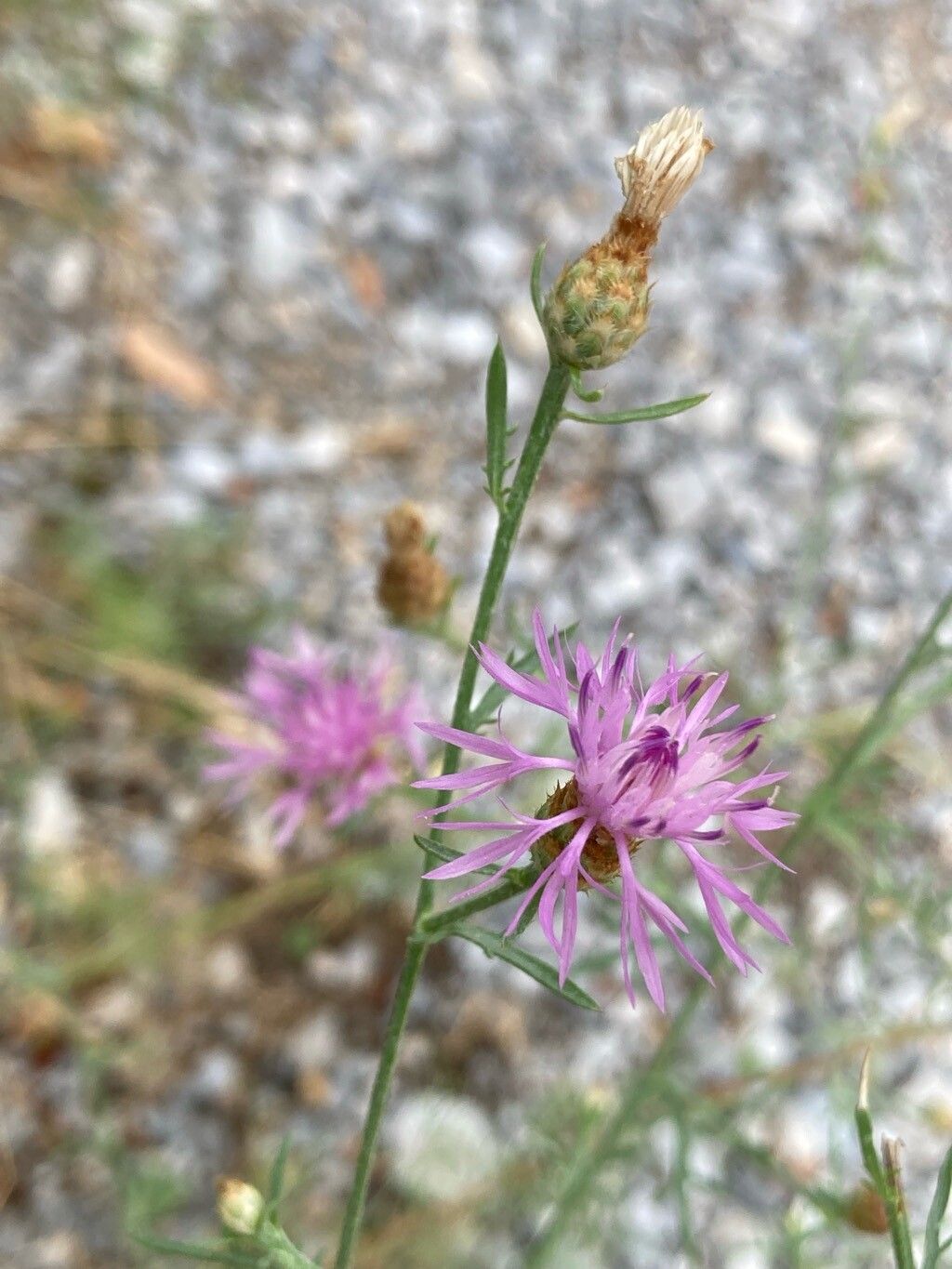 Centaurea cristata — houseplant care guide
