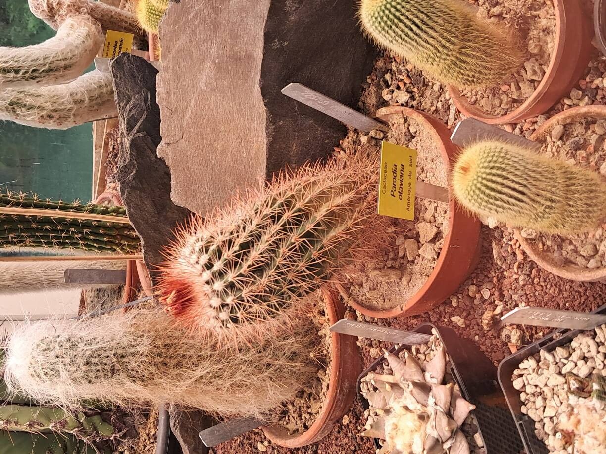 Parodia otaviana — houseplant care guide