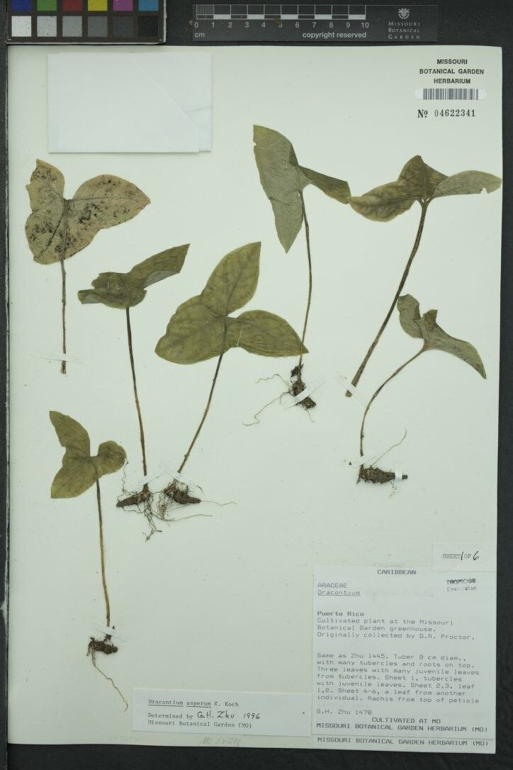 Dracontium asperum other