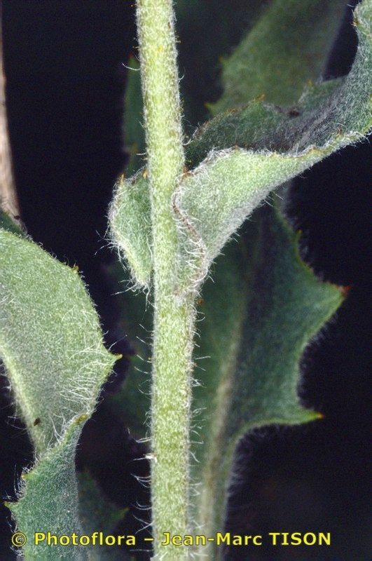 Hieracium sutteri bark