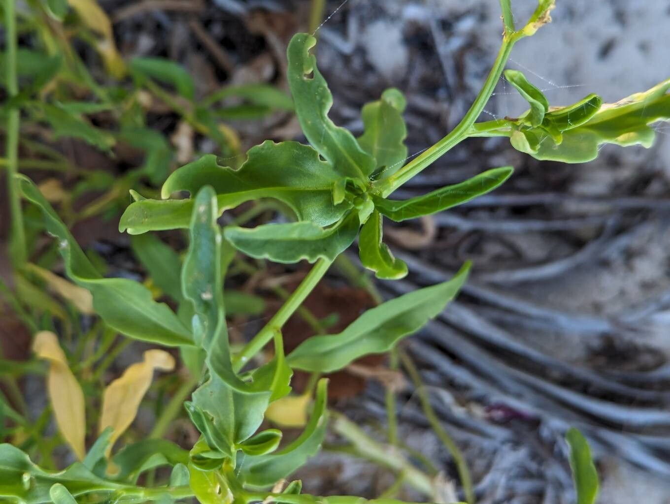 Cakile lanceolata — related species from the same genus