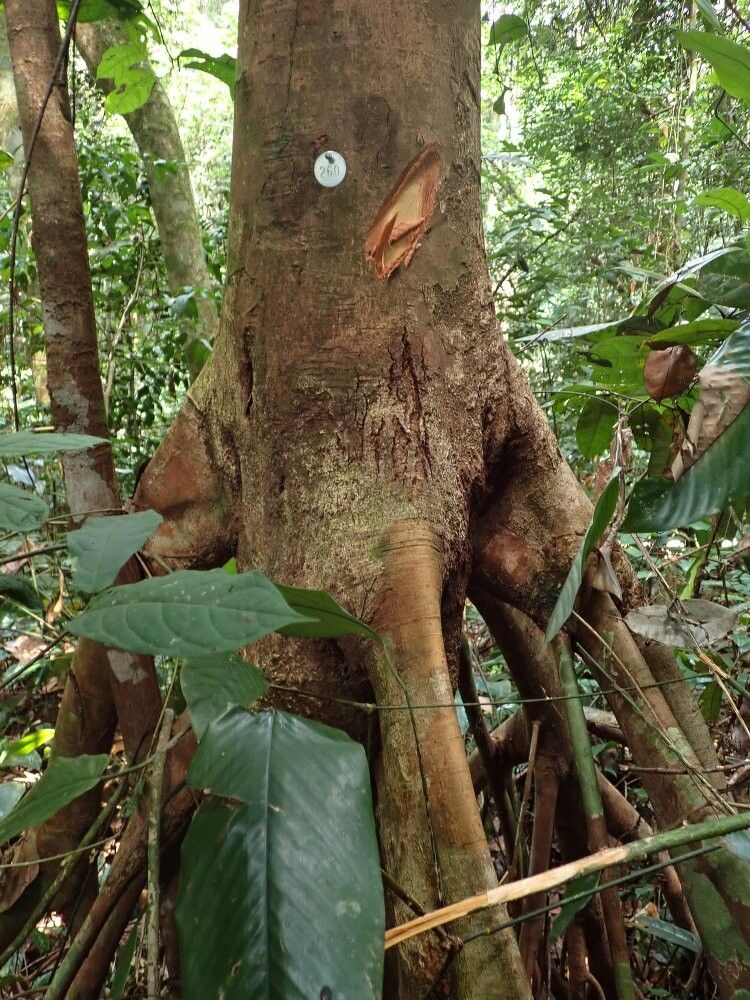 Xylopia globosa other