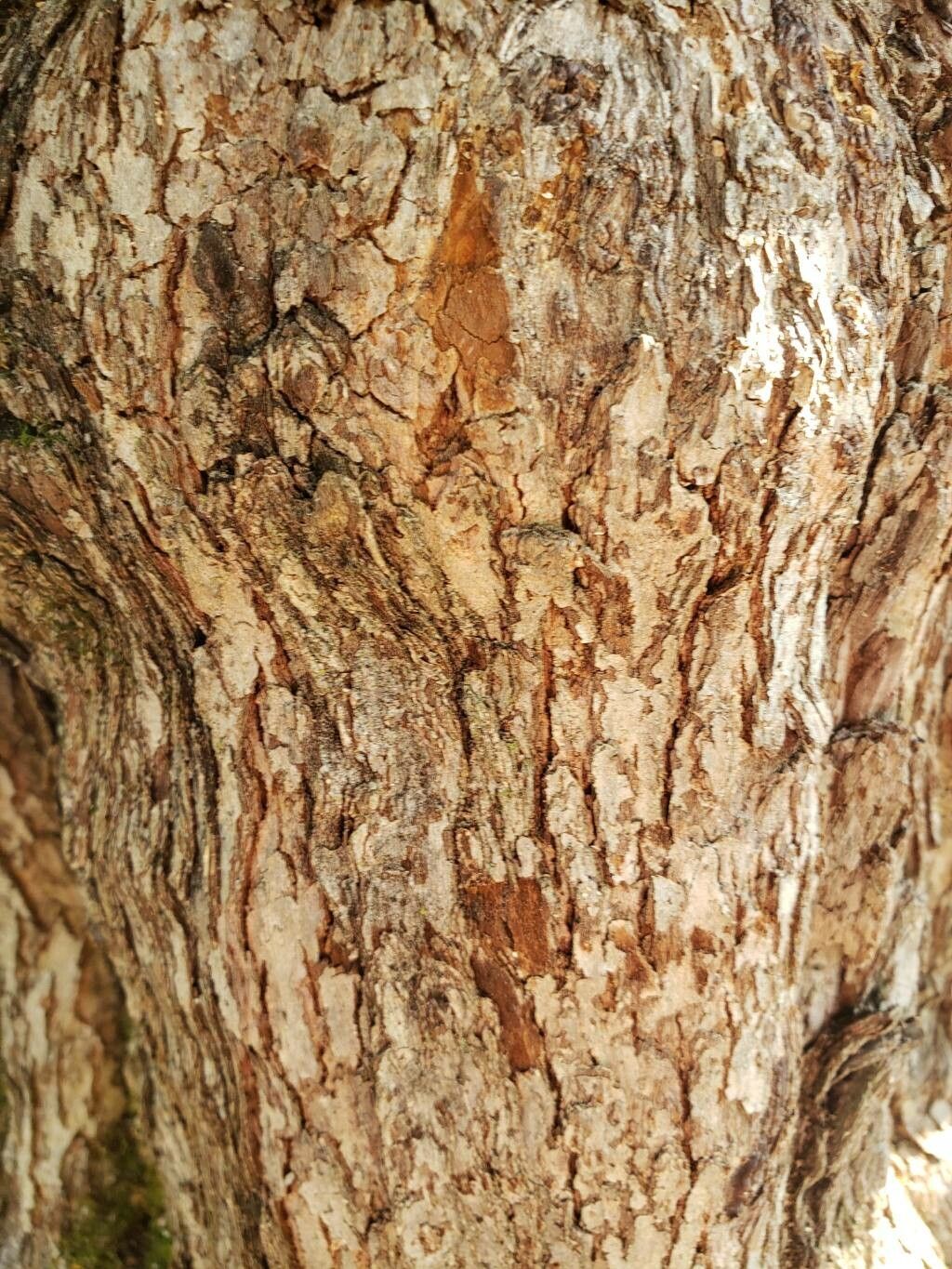 Crataegus magniflora bark
