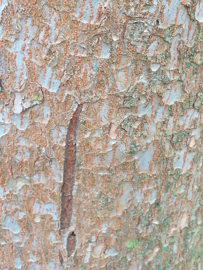 Ulmus lamellosa bark