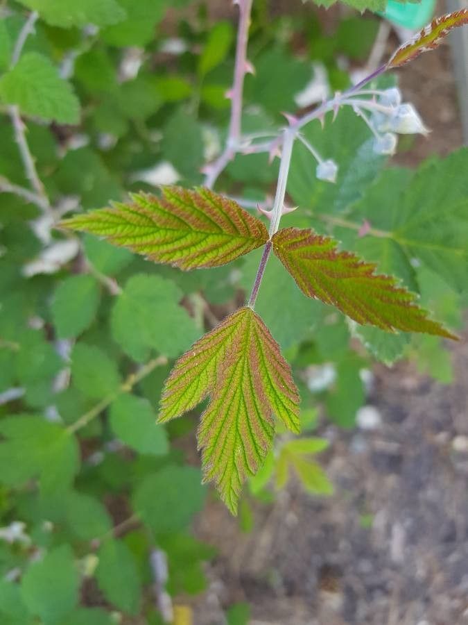 Rubus biflorus — houseplant care guide