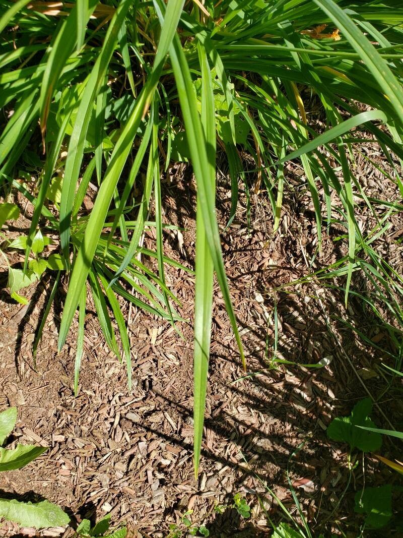 Hemerocallis minor leaf