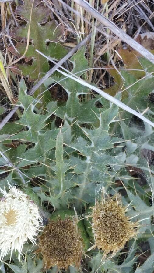 Cirsium foliosum leaf
