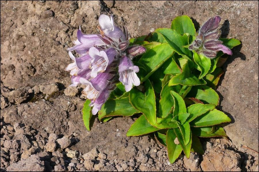Pennellianthus frutescens — search result for 'Scrophulariaceae'