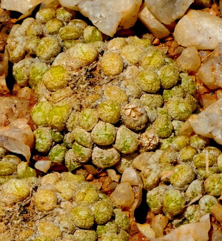 Conophytum fulleri — houseplant care guide