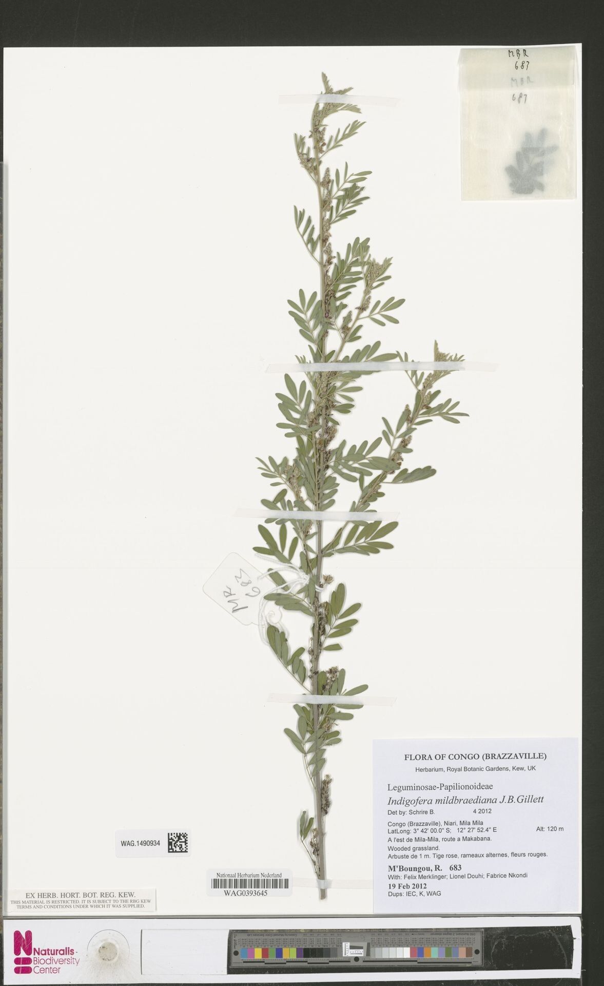 Indigofera mildbraediana — houseplant care guide