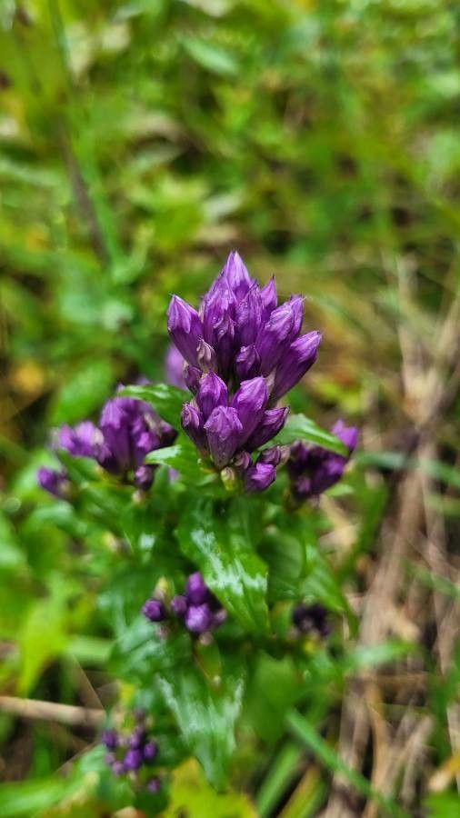 Gentianella quinquefolia flower