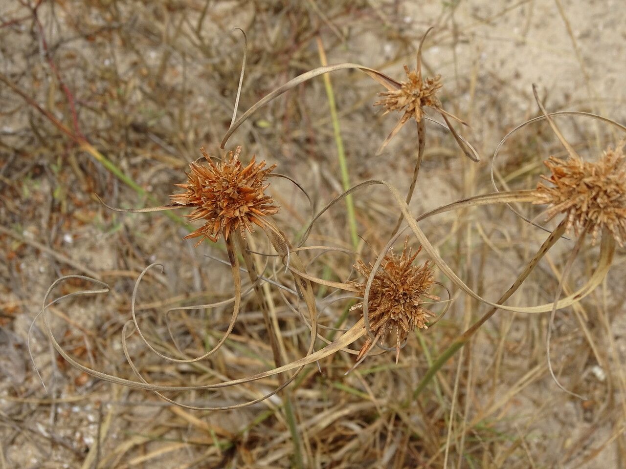 Cyperus crassipes habit