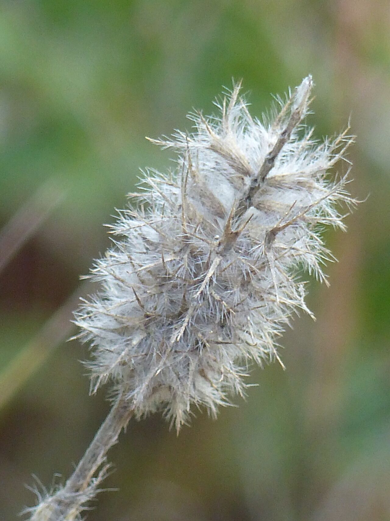 Trifolium infamia-ponertii fruit
